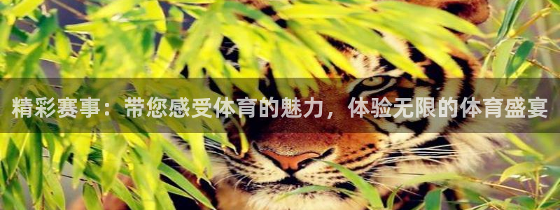 极速直播nba免费观看：精彩赛事：带您感受体育的魅力，体验无限的体育盛宴